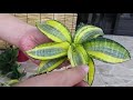 Snake Plant Leaf Cutting by Soil Propagation