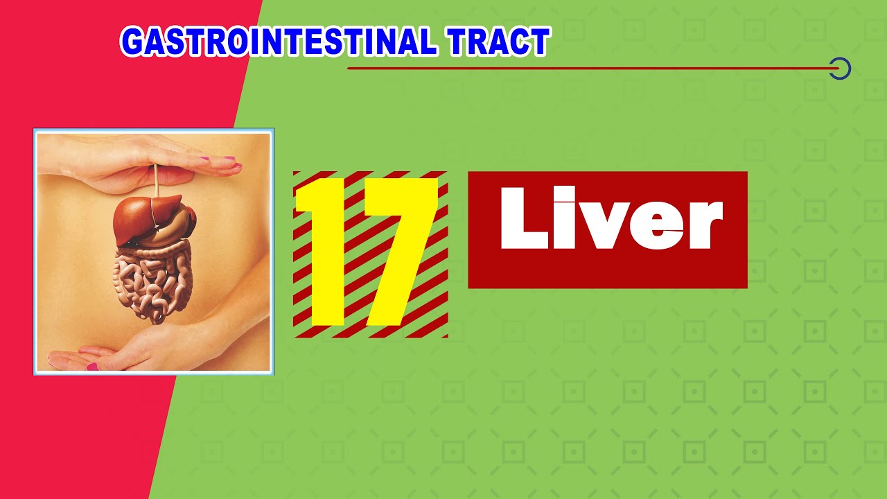 𝟏𝟕. 𝐋𝐢𝐯𝐞𝐫 🔪🔻(الكبد)