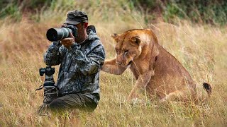 Lion Surprised Photographers When He was Taking Pictures
