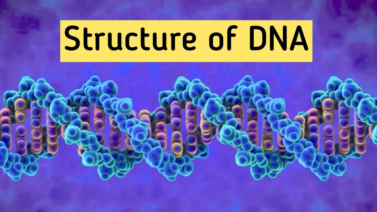 Structure of DNA with diagram I DNA double helix structure class 11 ...