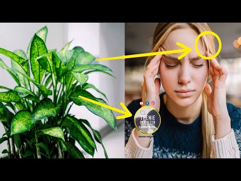 Video: Konjaku Amorphophallus (24 Foto): Rregulla Për T'u Kujdesur Për Një Lule Në Shtëpi. Cilat Probleme Mund Të Shfaqen Kur Rriten?