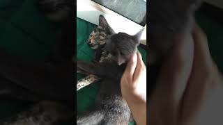 ❗SUPER RARE Male Tortie, and a Female Tortie 💕 (part 2)