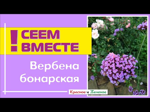 Посев ВЕРБЕНЫ БОНАРСКОЙ. Все тонкости и нюансы.