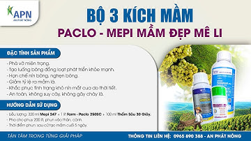 APN - Bộ 3 kích mầm| Paclo - Mepi Mầm đẹp mê li