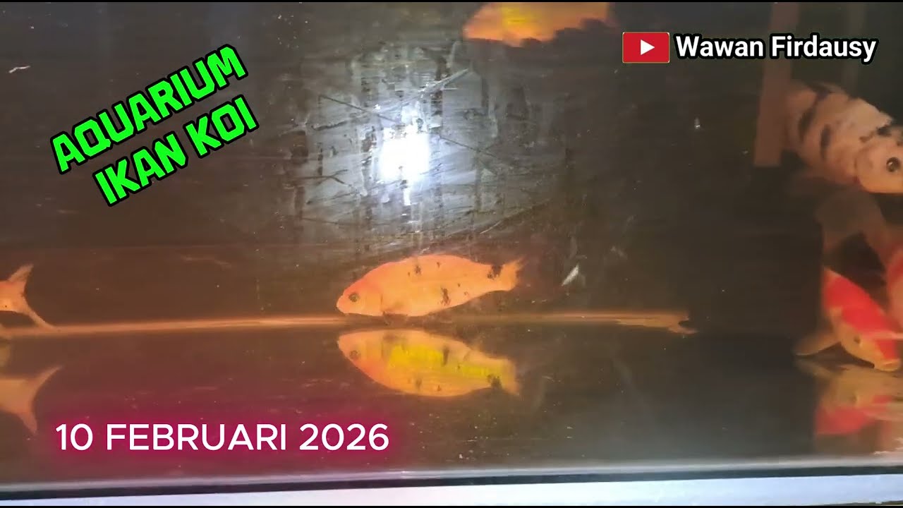 IKAN KOI KOLEKSI KAISAR BOCIL FIRDAUSY