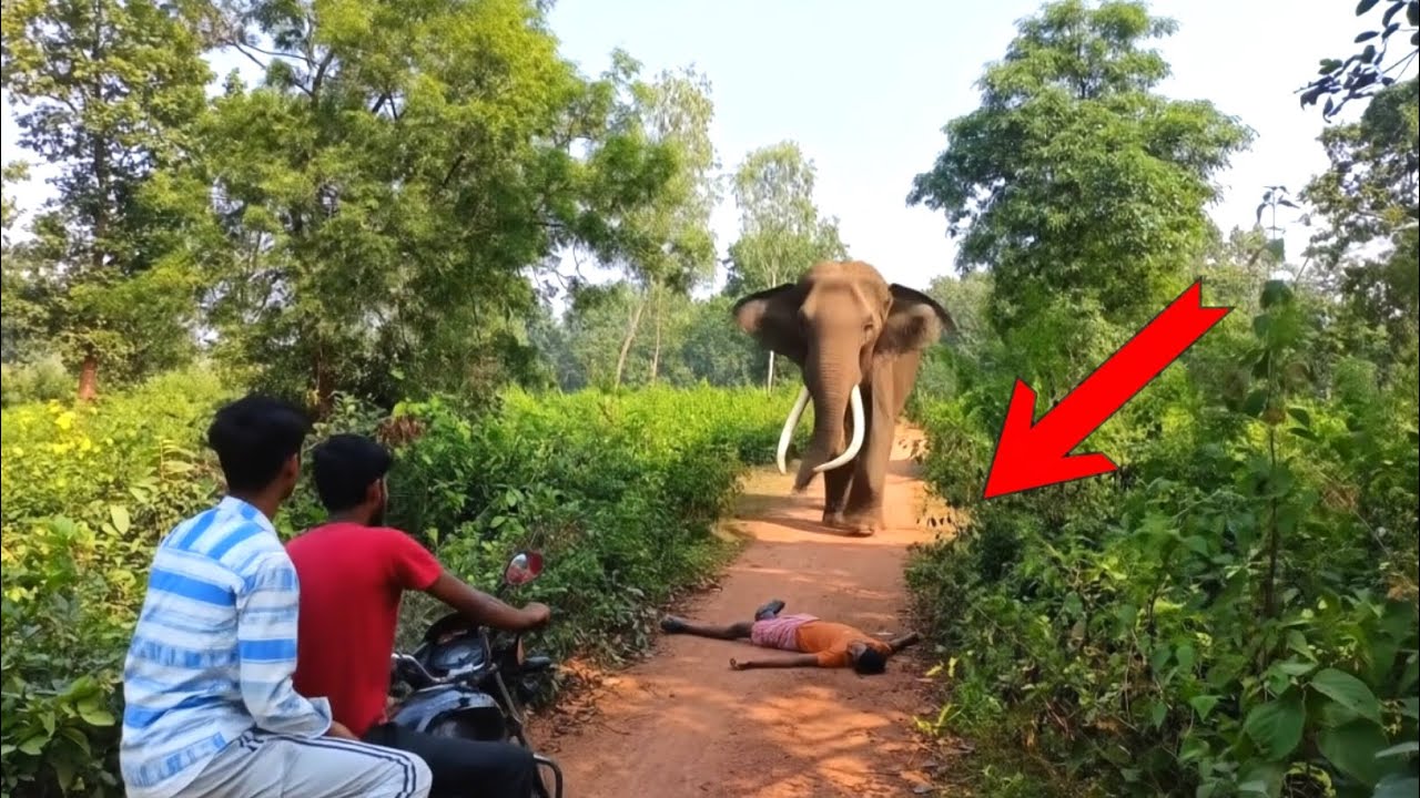 Elephant attack jungle in boys | Elephant attack in the jungle | Elephant attack