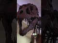 T-Rex Fossil Sells For $32 Million Dollars #shorts