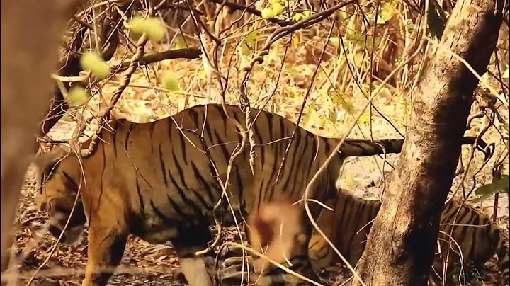 Tigers Mating in Tadoba National Park