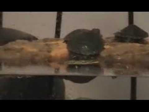 Turtle Training