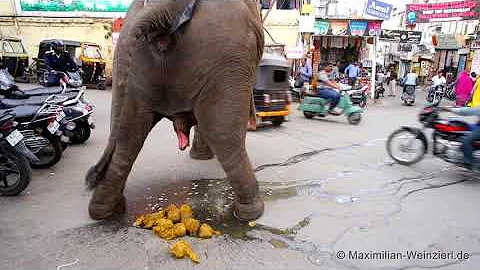big shit: elephants toilet at Udaipur