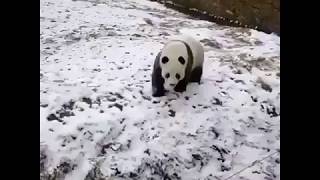 Takla Atan Panda