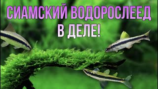 SАЕ сиамский водорослеед в деле