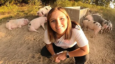How To Raise Pigs In The Woods