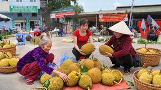 Video selang waktu - Memanen Banyak Buah Nangka | Menggunakan Sepeda Motor untuk Mengangkut Nangka ke Pasar