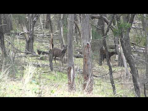Sambar stomping