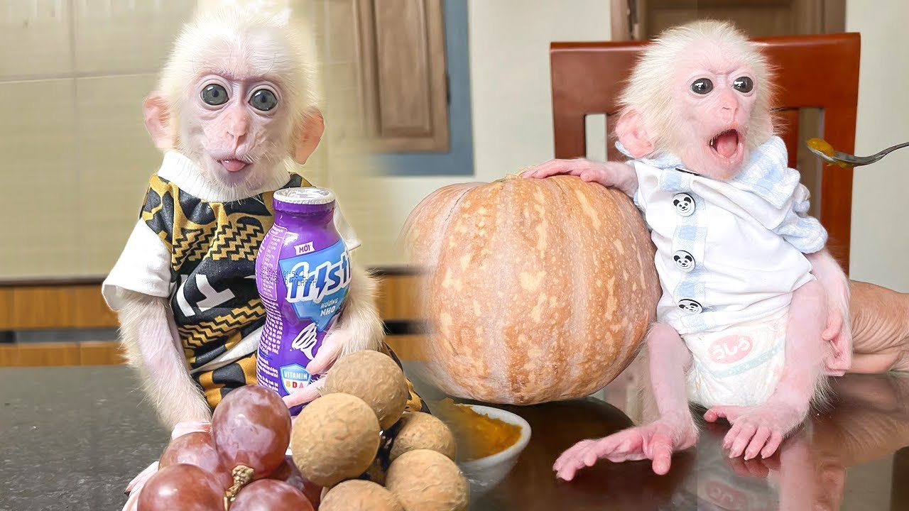 Monkey Poor всегда получает заботу, комфорт и любовь от Hong!