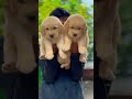 top quality heavy size golden retriever male female puppy available Mahakal pet shop pandharpur