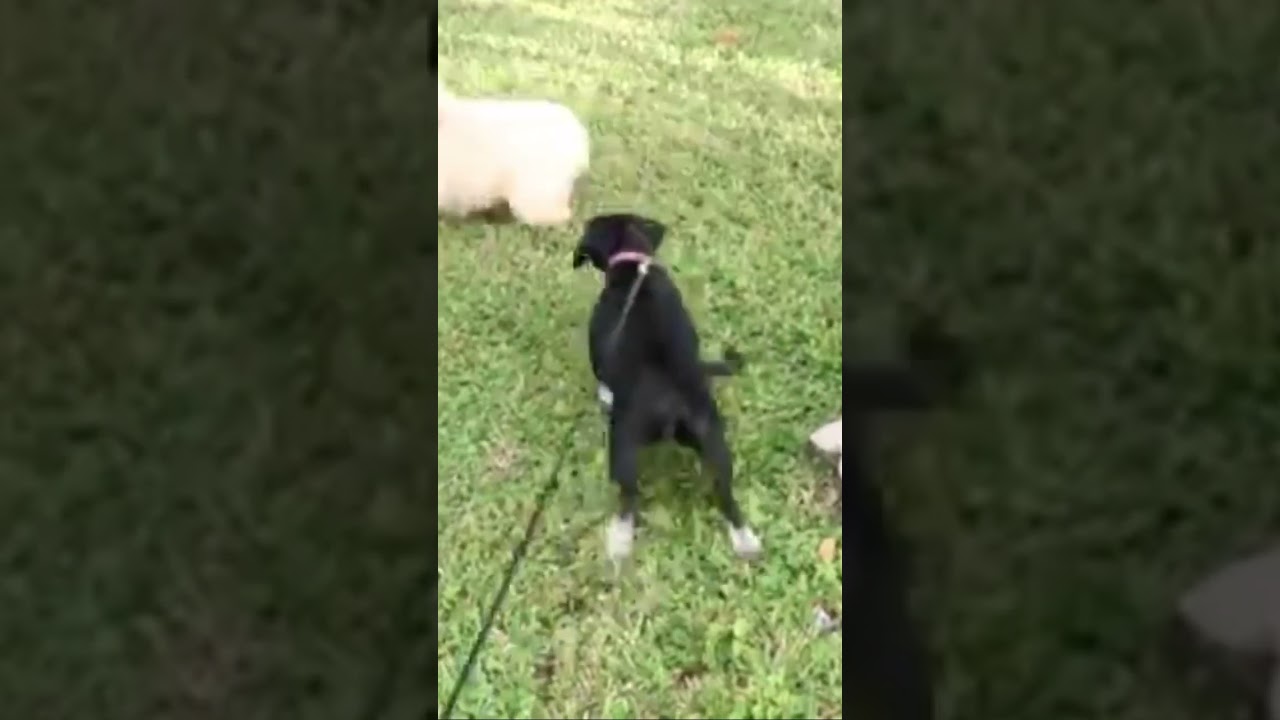 🤦🏾‍♀️ Dog’s first playdate 