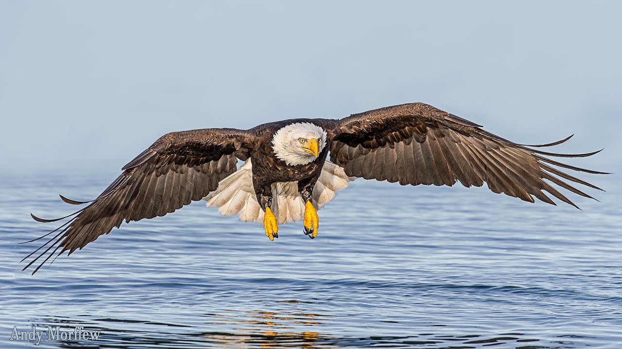 Fly Like An Eagle An Educational Documentary YouTube