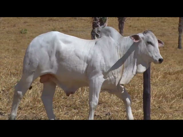 lote 17 - LEILÃO FAZENDA SANTA TEREZA - REPRODUTORES DO FUTURO