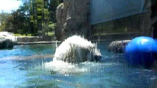 Polar Bear Playing with Ball in Water by Silver Cross Fox 766 views 14 years ago 2 minutes, 21 seconds