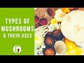 Top 20 Types Of Mushrooms (& Their Uses)