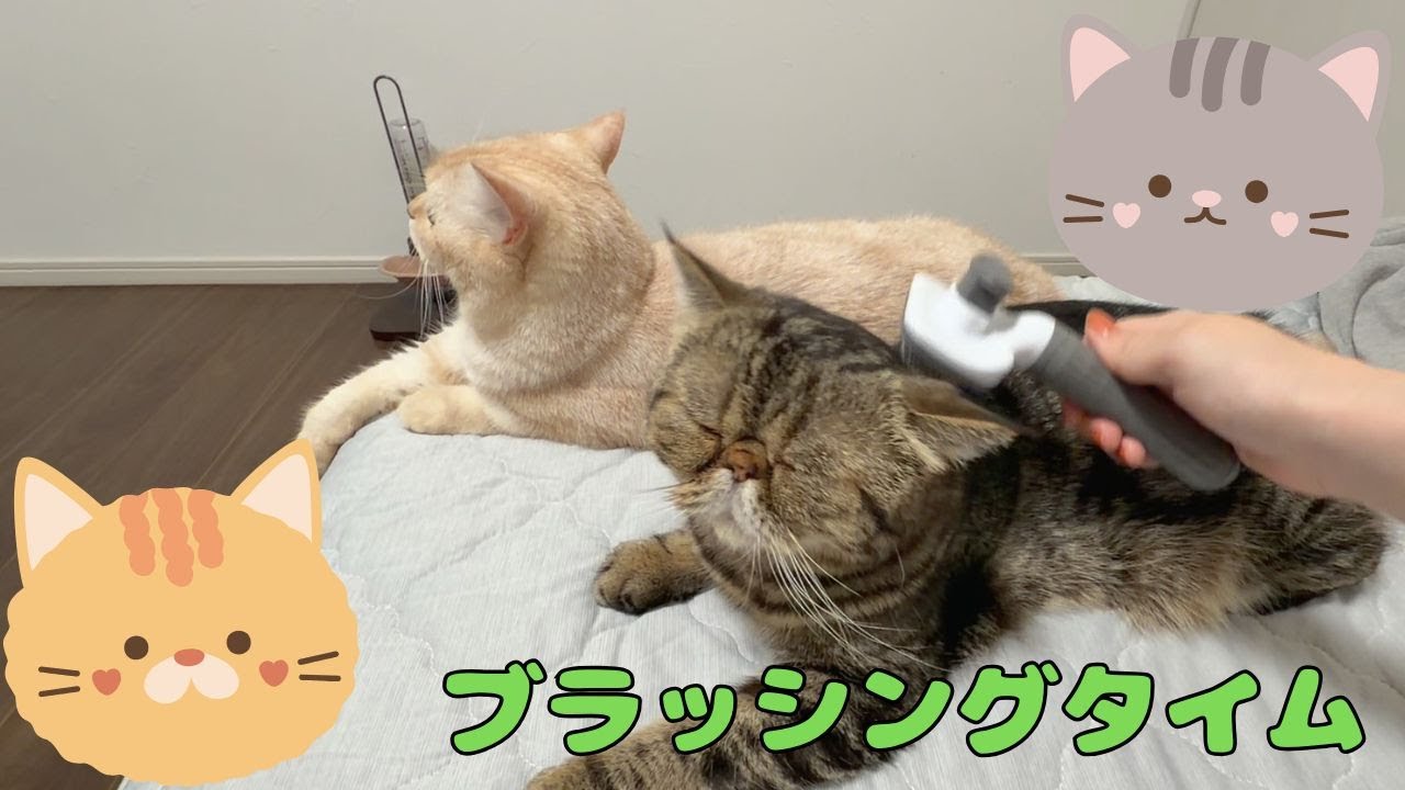 ♯250 至福のブラッシングタイム♪