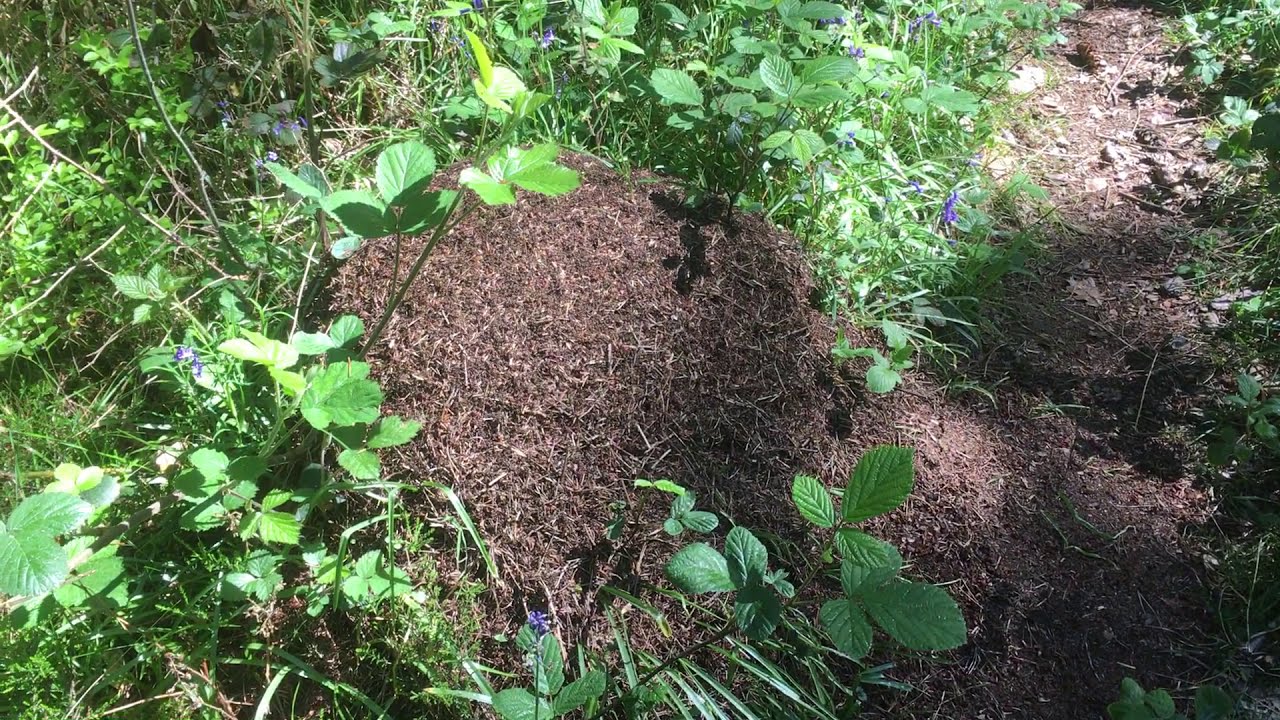 sweetwater Red Ants Nest in Wyre Forest Wildlife UK