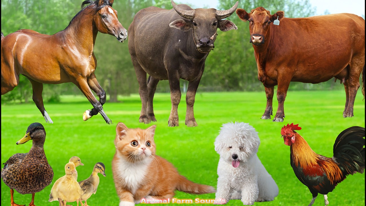 Baby Animals Compilation: Puppies, Kittens, Bunnies, Rabbits, Cows ...