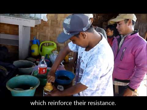 How to prepare Albasia tree seeds for sowing