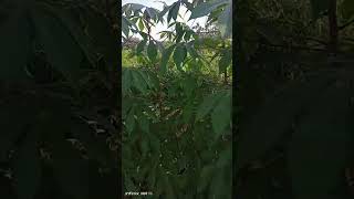 Download Lagu tanam singkong Apuy ,umur 1 Bln. MP3