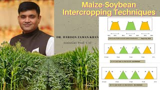Maize Soybean Intercropping Techniques