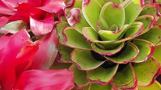 Bromeliads in decoration ....