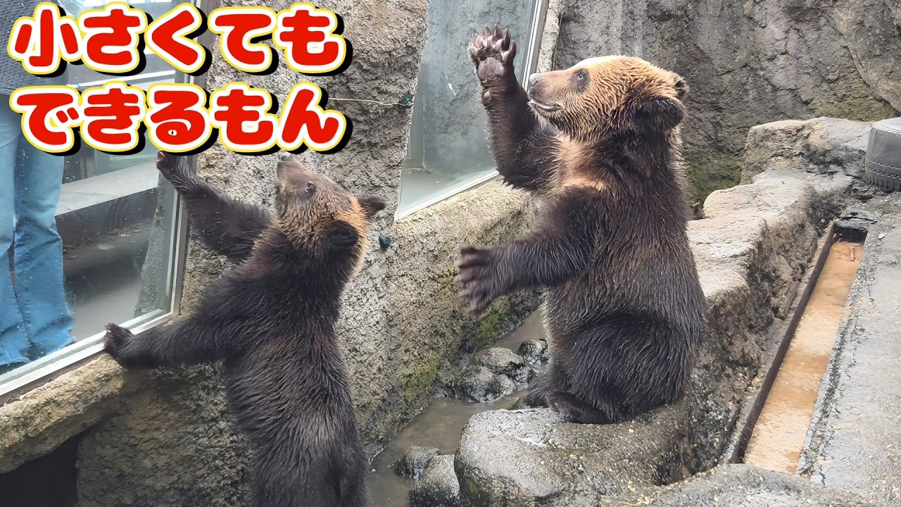 I can do it! ✨ A 0-year-old bear cub appeals for snacks 🧸 First