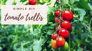 Our NEW Simple DIY Tomato Trellis | Growing Tomatoes