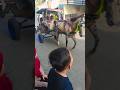 Pelan pelan pak supir‼️ 🐎