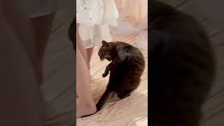 OMG so Cute animals funny #shorts #shortvideo ✅ #viralvideo #trending #funny #animals #tiktok #cat✅