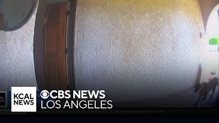 La Verne family shocked when mountain lion wanders through front door of their home