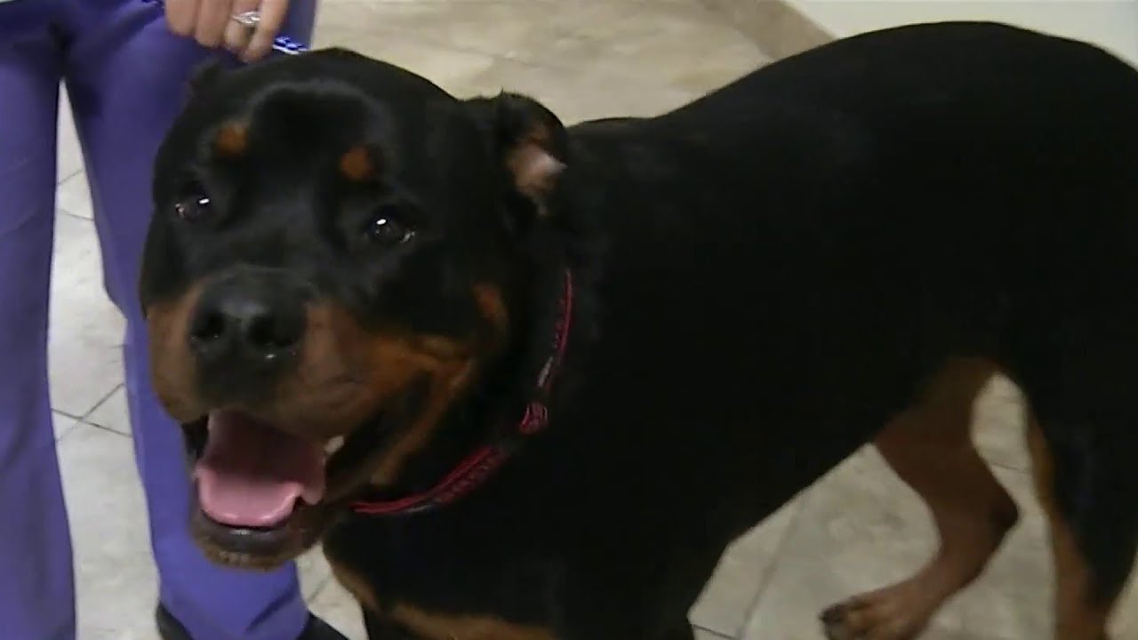 What you need to know to prep your pet for hurricane season - YouTube