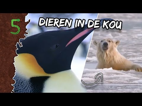 Freeks 5 - Dieren die het niet snel koud hebben!