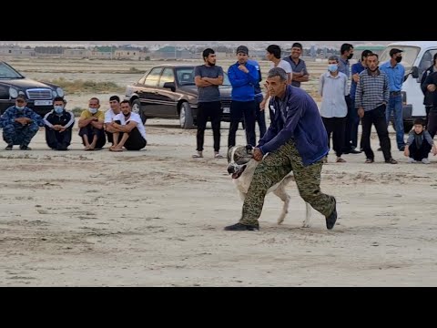 Video: Hypoallergenic, Kesihatan Dan Jangka Hayat Baka Kuda Mongolia Cina