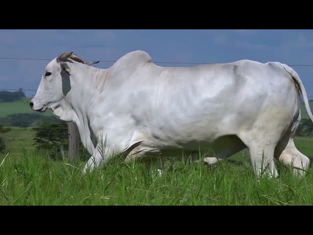 Lote 41   Leilão Terra Boa