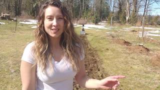 How to Plant Raspberries  Soil Prep, Growing & Caring for your Raspberry Plants