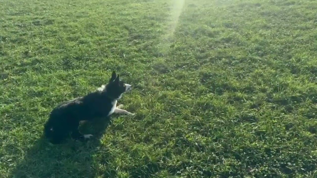 Lot 23: Bill - 4/2/26 - Farmers Marts Dolgellau Online Sheepdog Auction