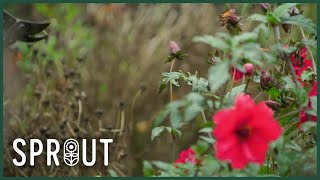 Britain's Most Inspiring Gardens - Healing, History and Hidden Wonders