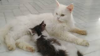Mother Cat Feeding Milk To Her More Than 3 Months Old Kittens She Isn't Weaning Them Yet