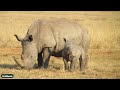 SafariLIVE Sunset 16 July 2025 SafariLIVE Sunset 16 July 2025