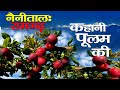 Visit Nainital : taste Famous Fruit plum | पैदावार से लेकर मार्केट तक की आलूबुखारे की कहानी