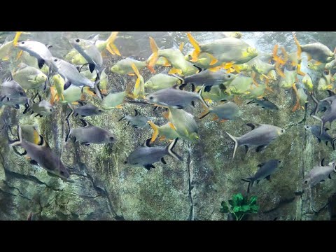 Chiêm ngưỡng đàn cá Ngân Sa trưởng thành 🦈