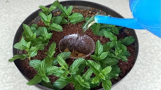 Every woman should know this technique for growing a vegetable garden in a pot (Very easy)